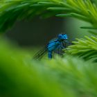 Libelle am oberen Pfauenteich (2)