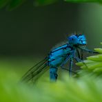 Libelle am Oberen Pfauenteich