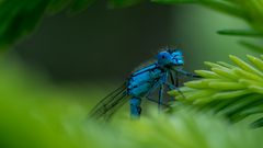 Libelle am Oberen Pfauenteich