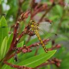 Libelle am Oleander