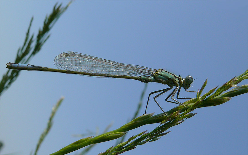 Libelle am Ortkaatensee