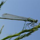 Libelle am Ortkaatensee