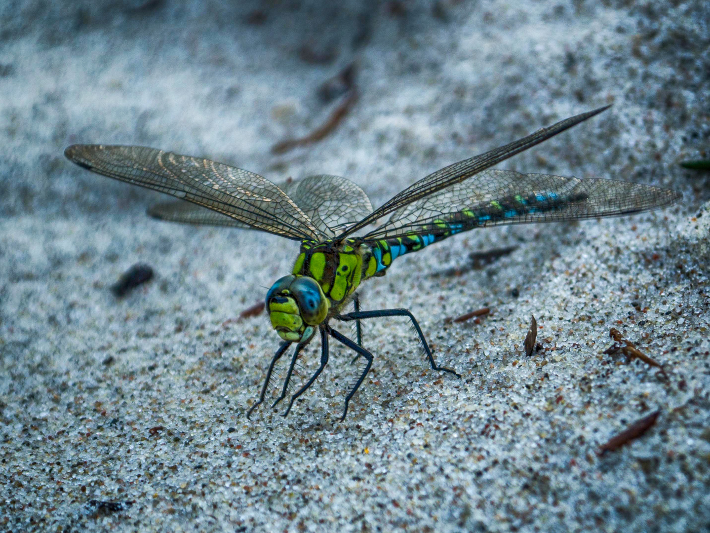 Libelle am Ostseestrand