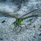 Libelle am Ostseestrand