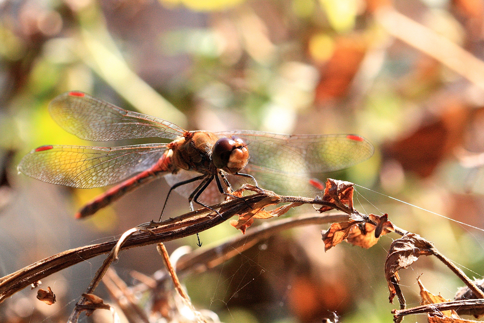 Libelle am Otto Magier See bei Hürth