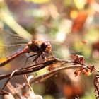 Libelle am Otto Magier See bei Hürth