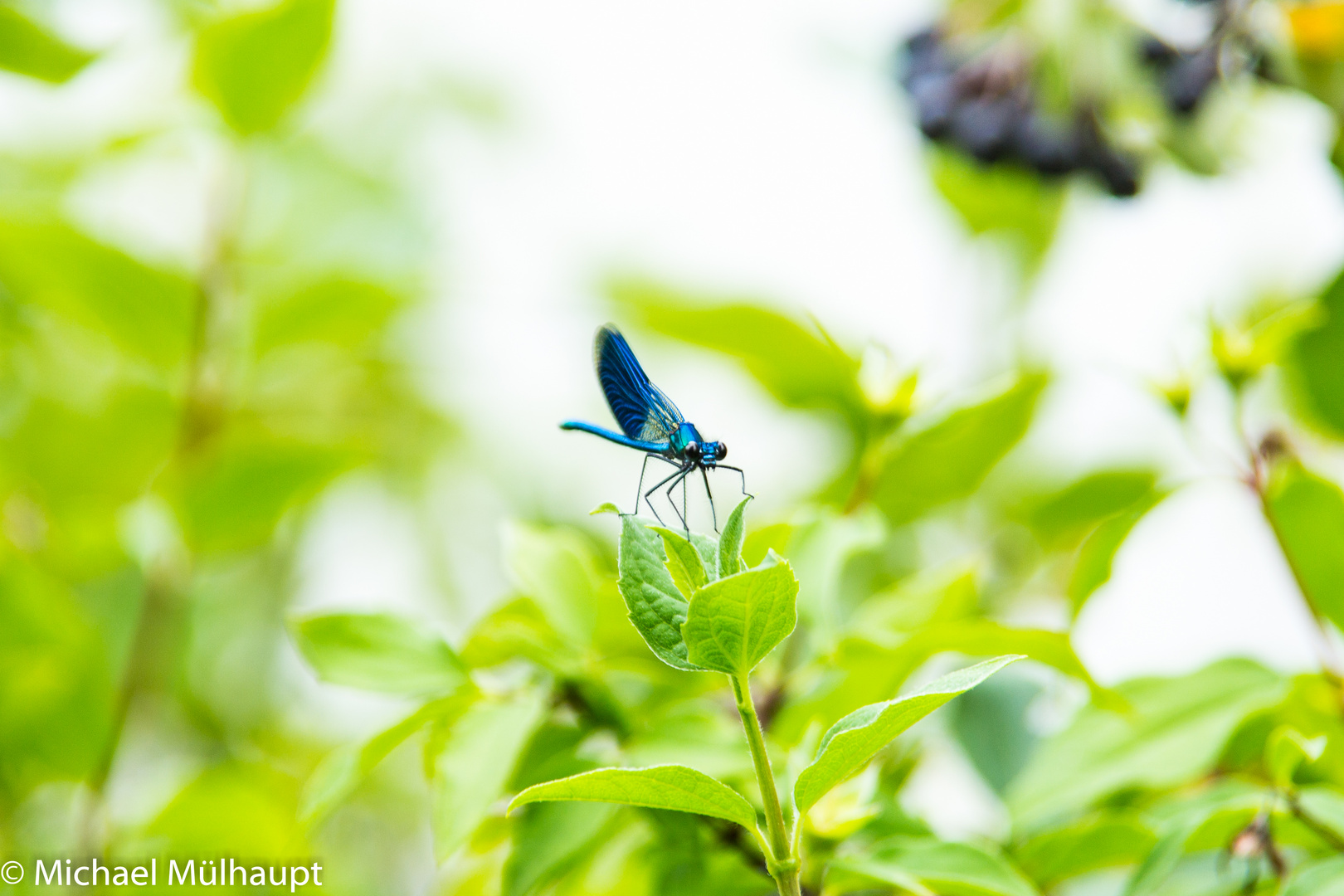 Libelle am Pausieren