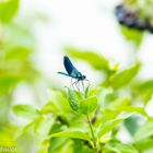 Libelle am Pausieren