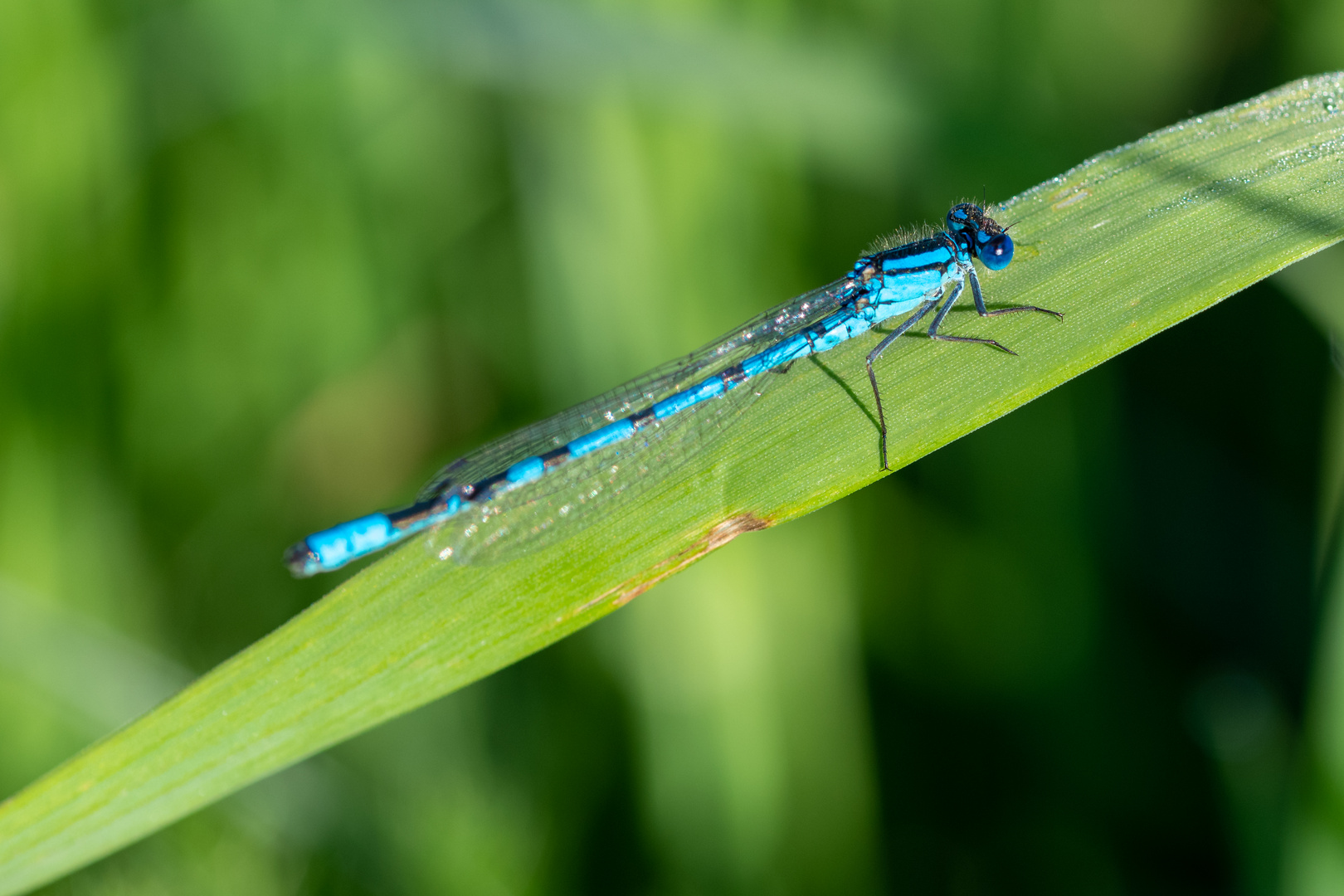 Libelle am Pfauenteich