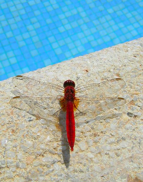 Libelle am Pool