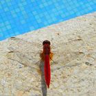 Libelle am Pool