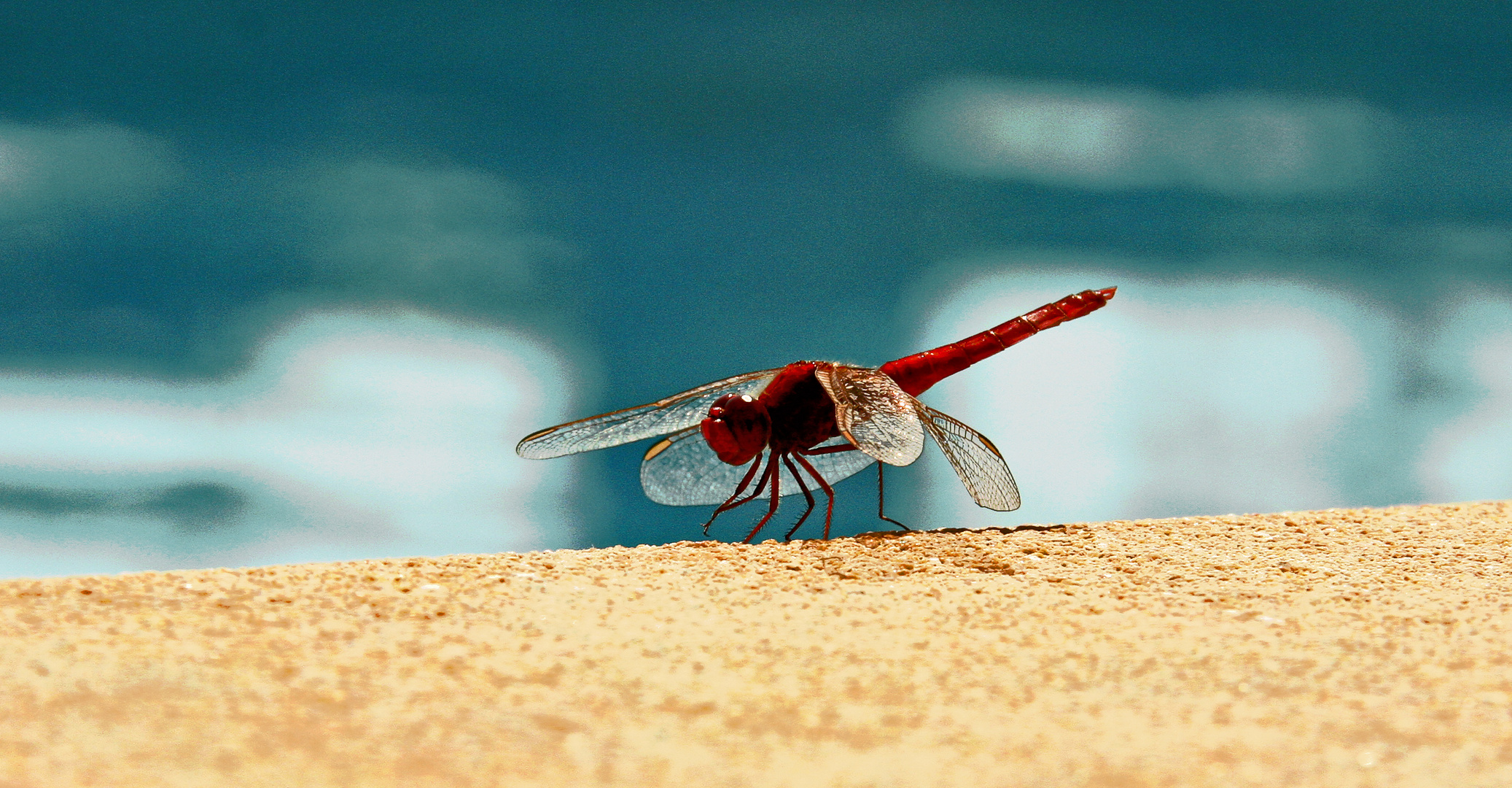 Libelle am Pool