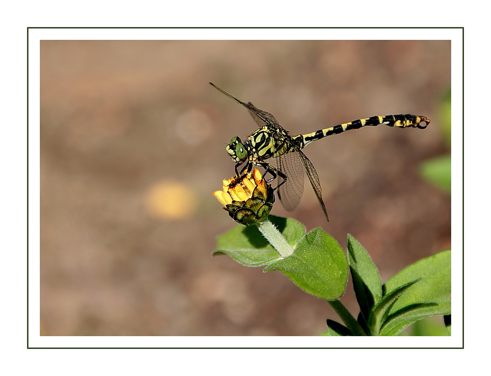 Libelle am Rastplatz