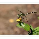 Libelle am Rastplatz