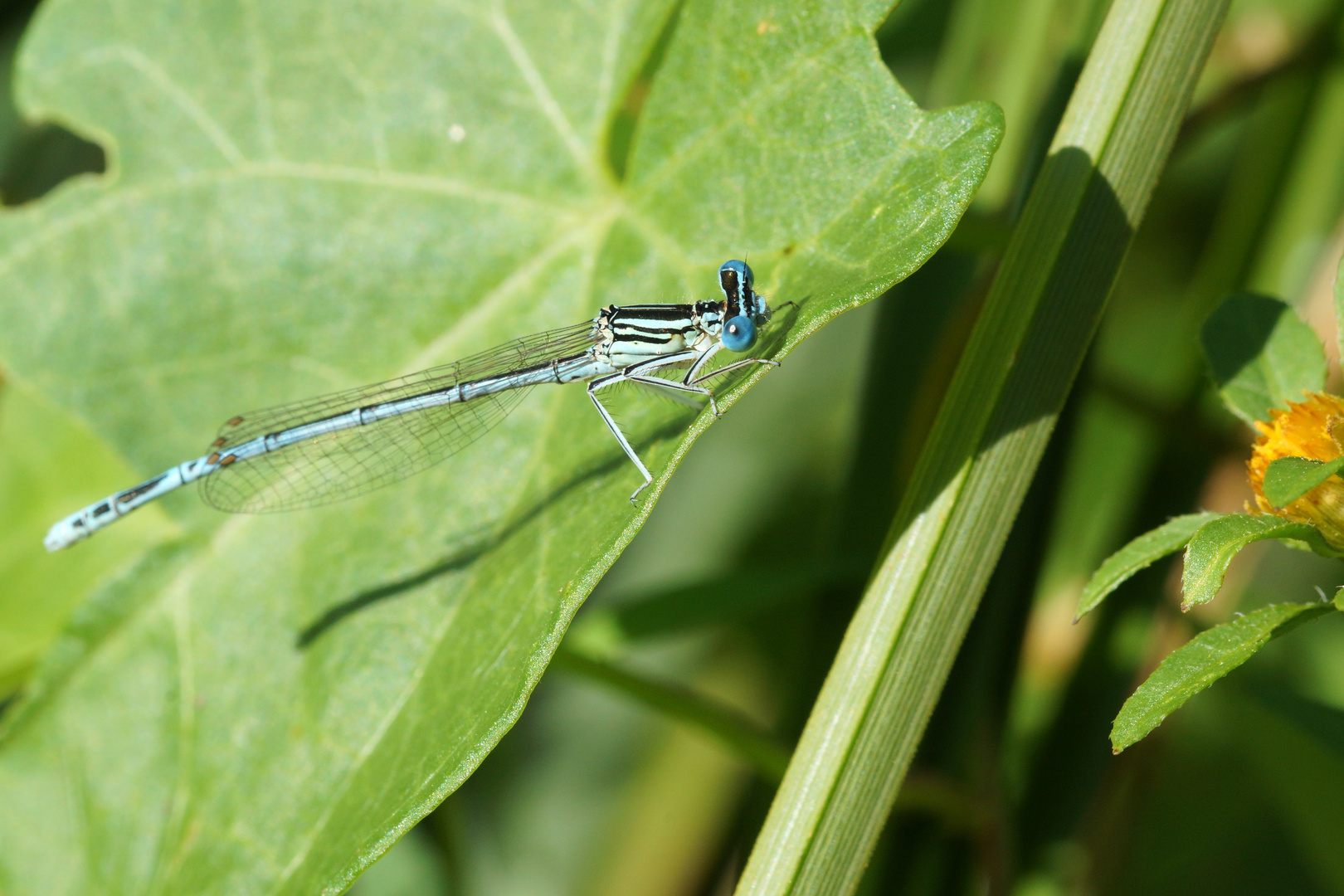 Libelle am Reinheimer Teich