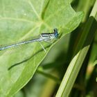 Libelle am Reinheimer Teich