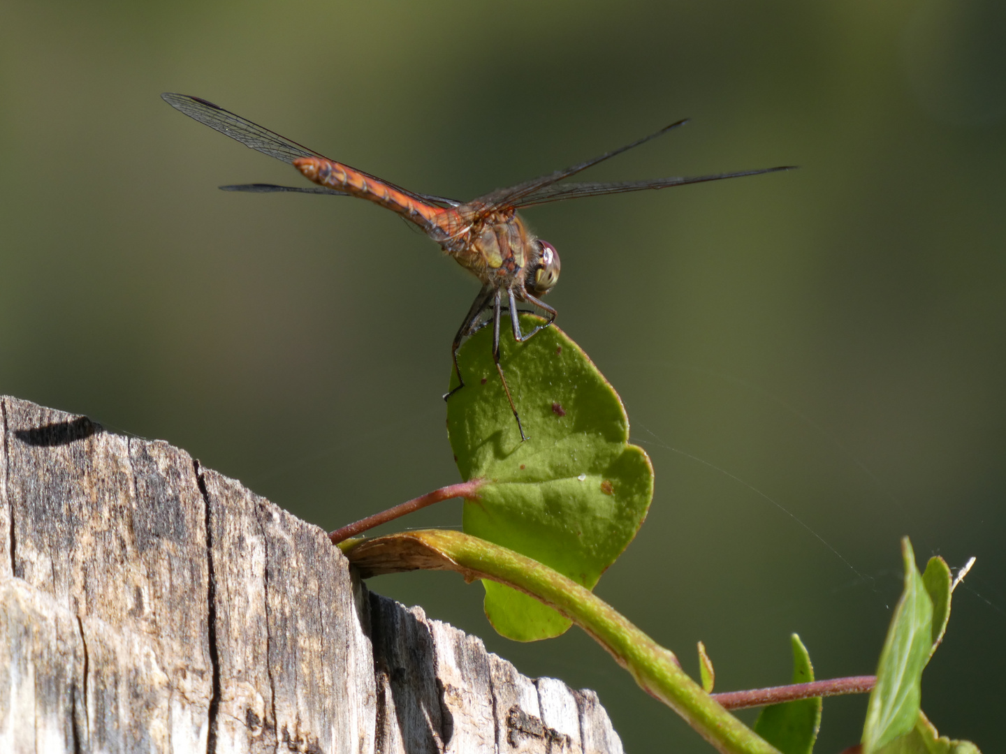 Libelle am Rheinufer