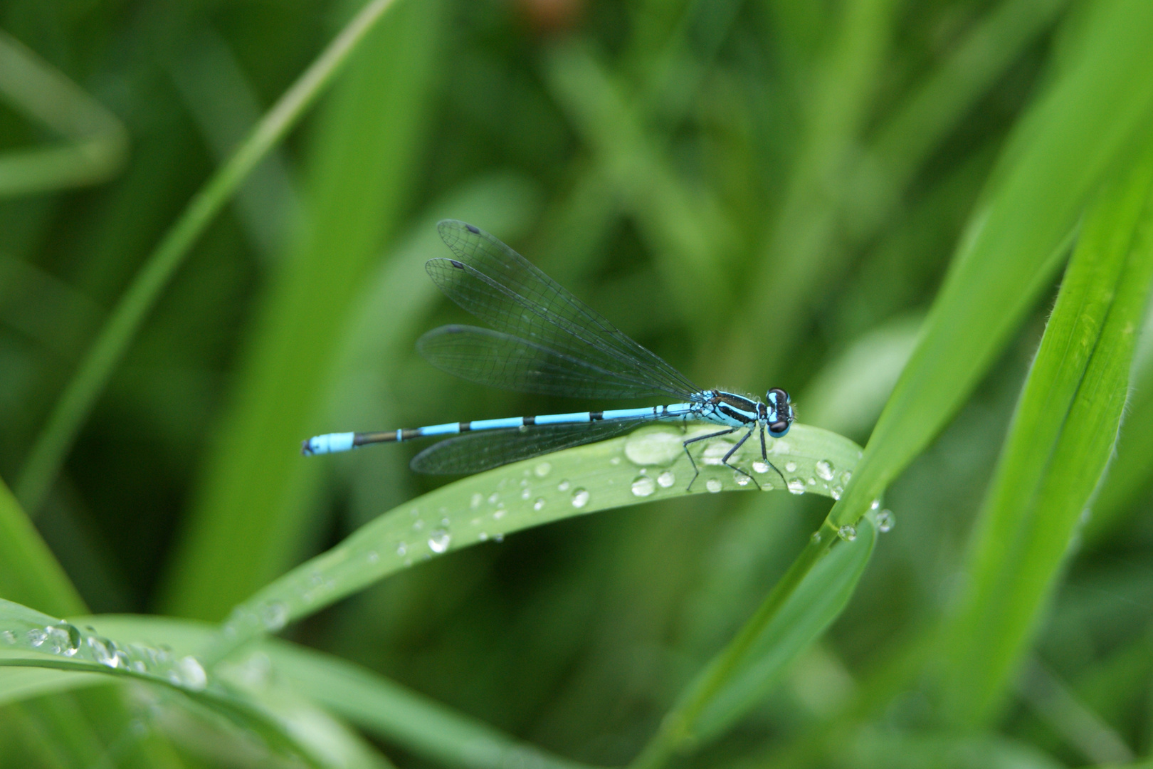 Libelle am Röthebach