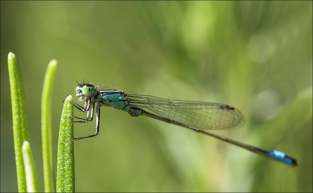 Libelle am Rosmarin