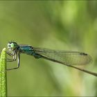 Libelle am Rosmarin