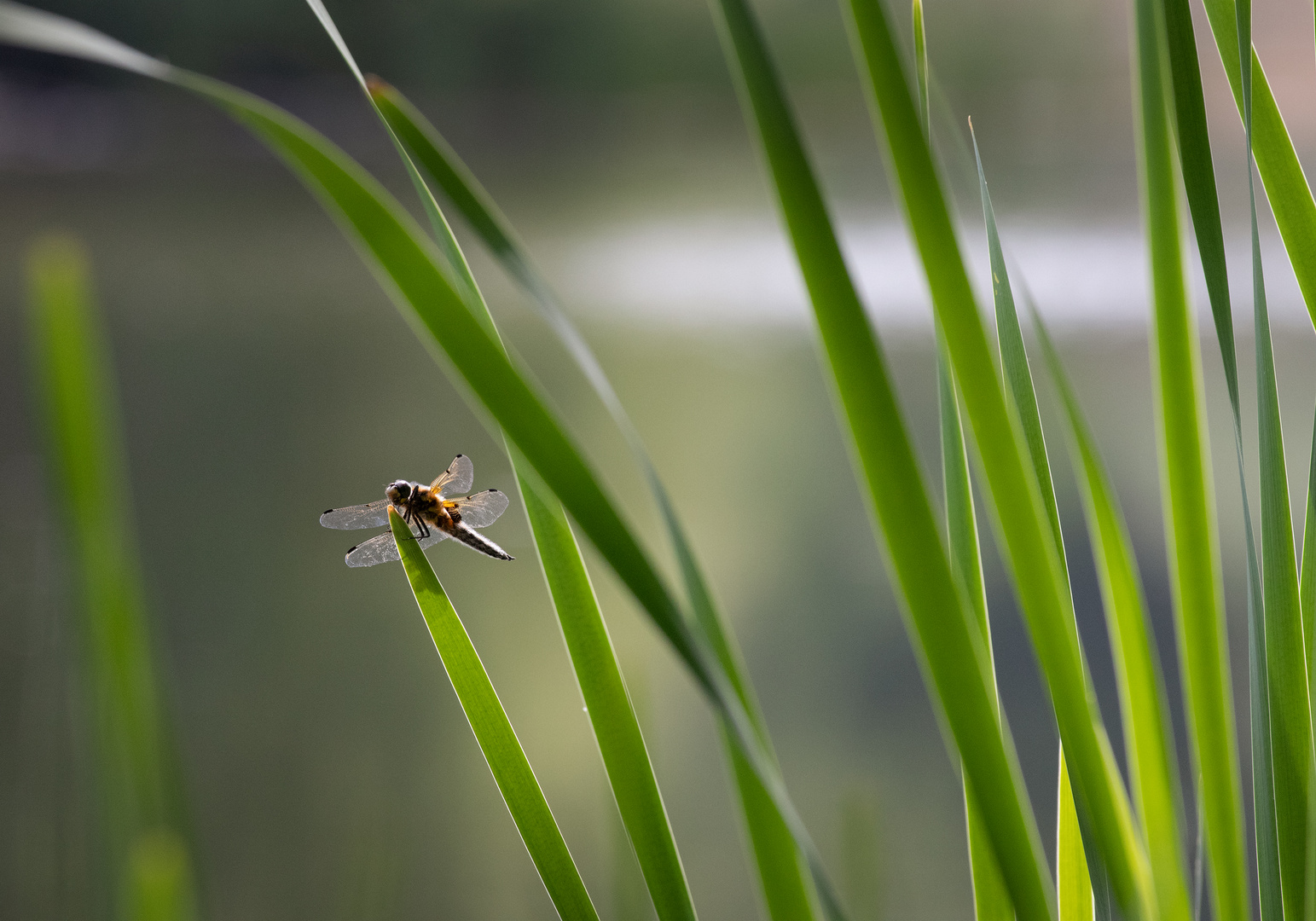 Libelle am Rothenbach, Siegburg