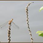 Libelle am Saarufer