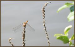 Libelle am Saarufer