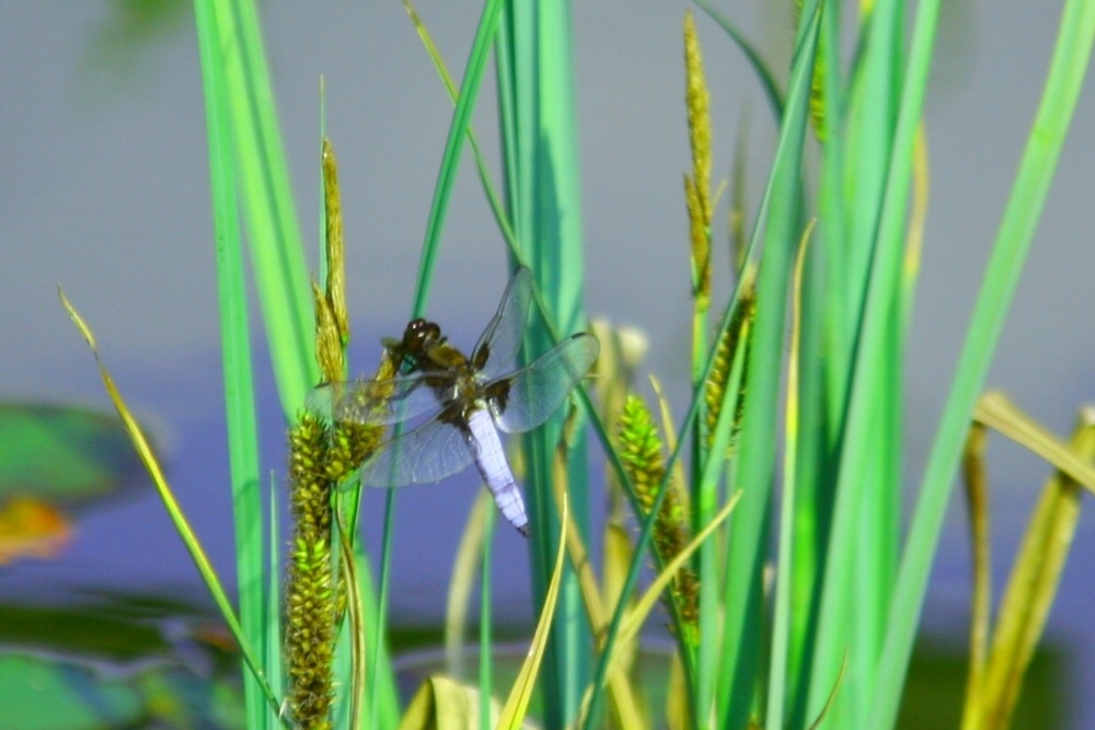 Libelle Am Schilf