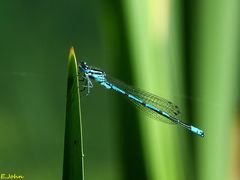 Libelle am Schilf. Hufeisen-Azurjungfer