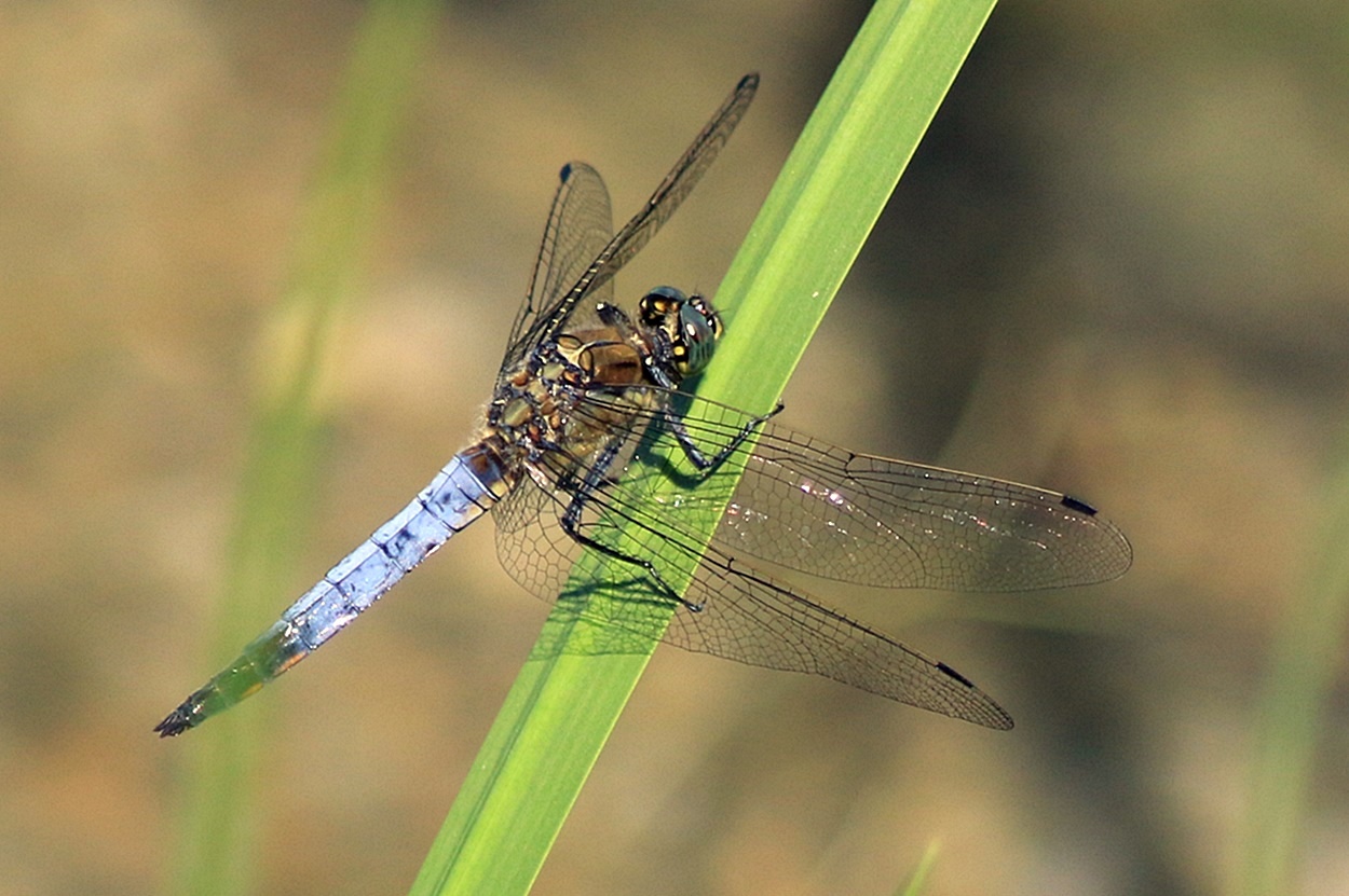 Libelle am Schilff