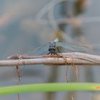 Libelle am Schladitzer See