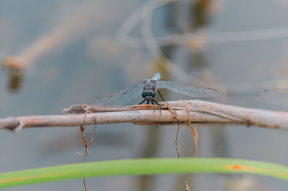 Libelle am Schladitzer See