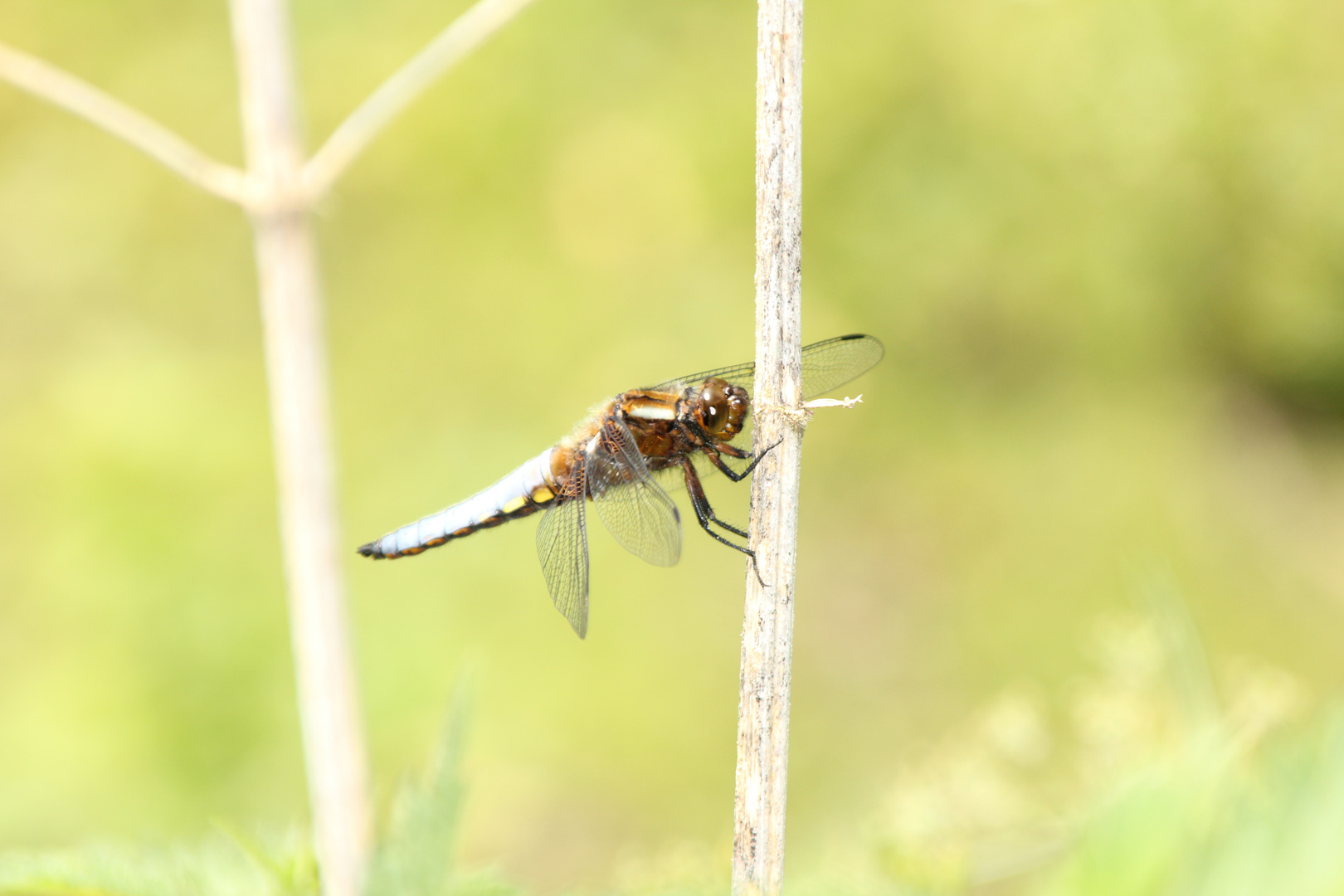 Libelle am Schwanenteich in Norden