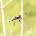 Libelle am Schwanenteich in Norden