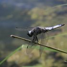 Libelle am Schwansee