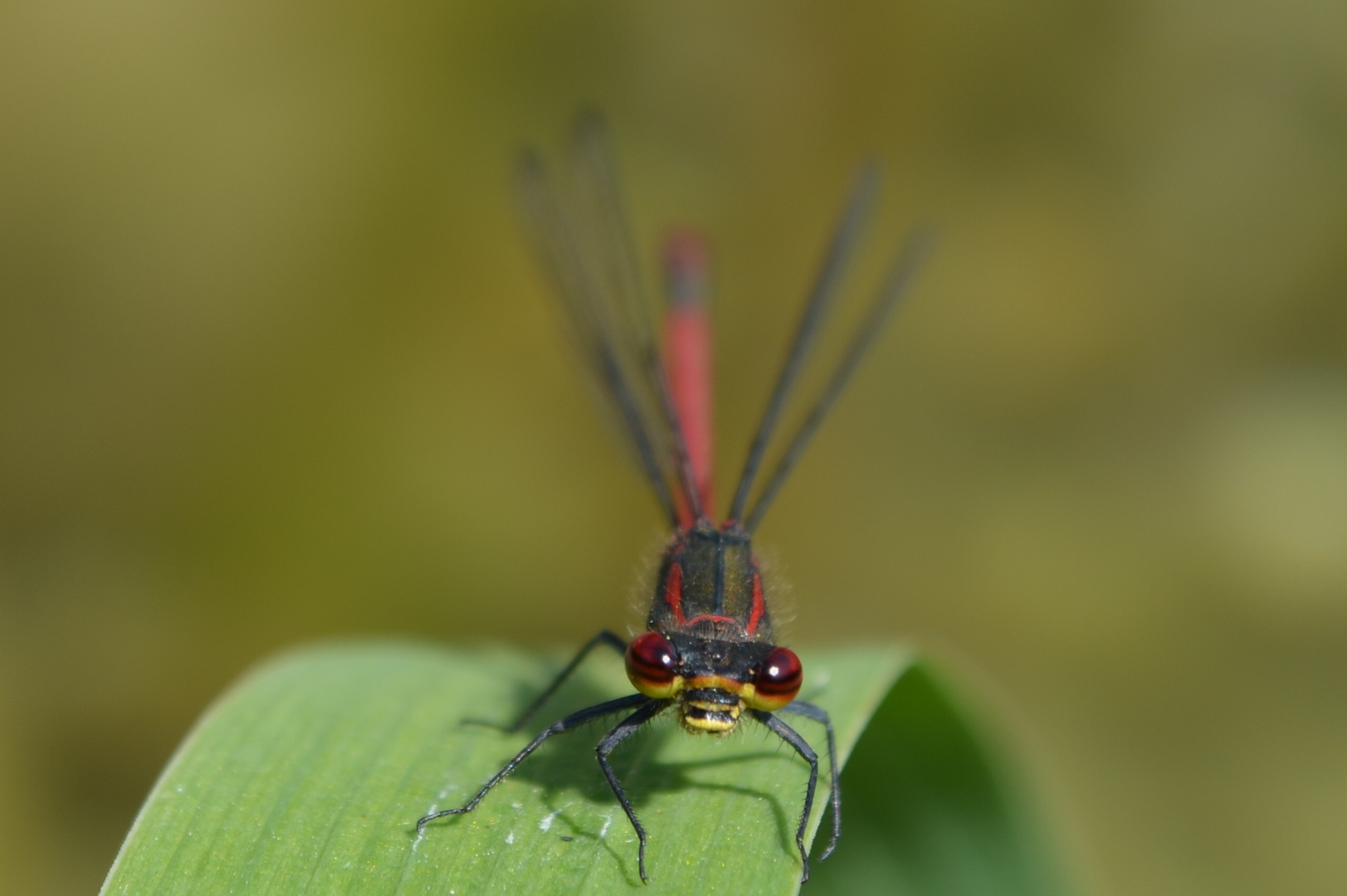 Libelle am Schwimmteich