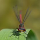 Libelle am Schwimmteich