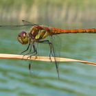 Libelle am See (1)