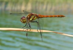 Libelle am See (1)