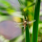 Libelle am See