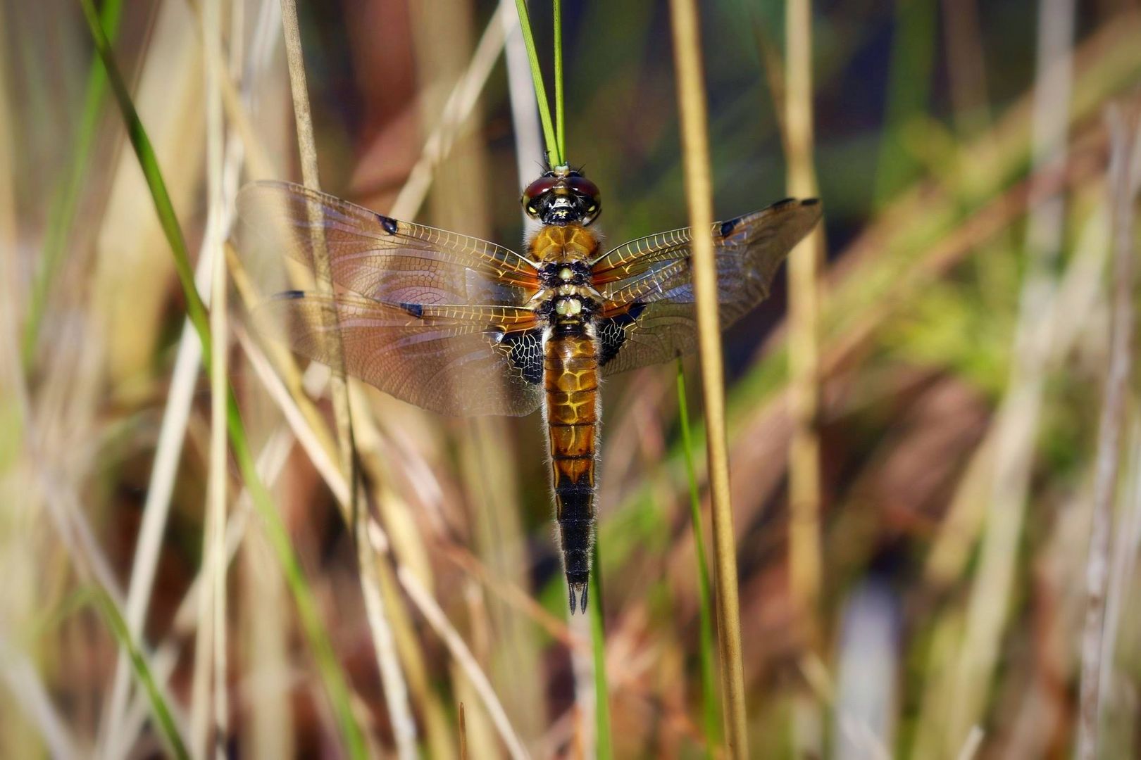  Libelle am See