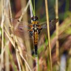  Libelle am See