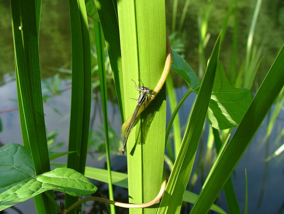 Libelle am See