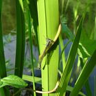 Libelle am See