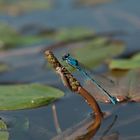 Libelle am See