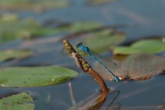 Libelle am See