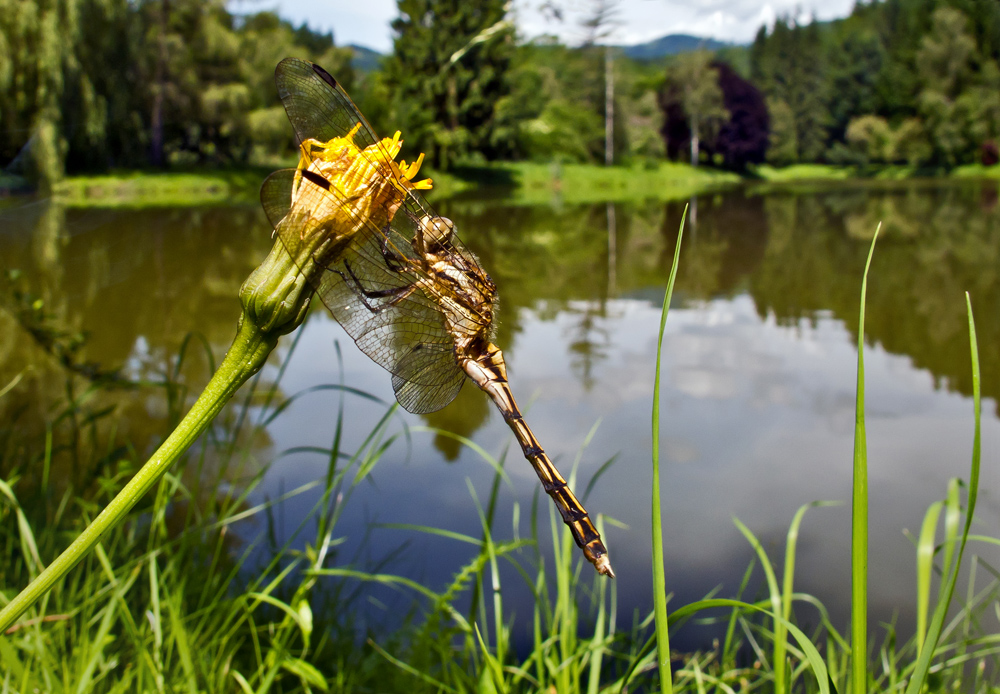Libelle am See! Foto & Bild tiere, wildlife, libellen Bilder auf Libelle am See! Foto & Bild tiere, wildlife, libellen Bilder auf