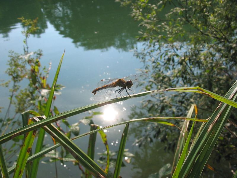 Libelle am See