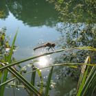 Libelle am See