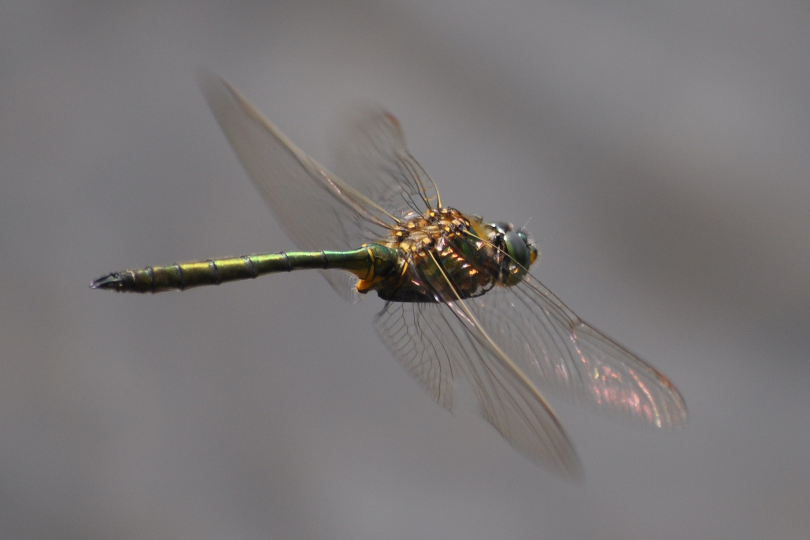 Libelle am See